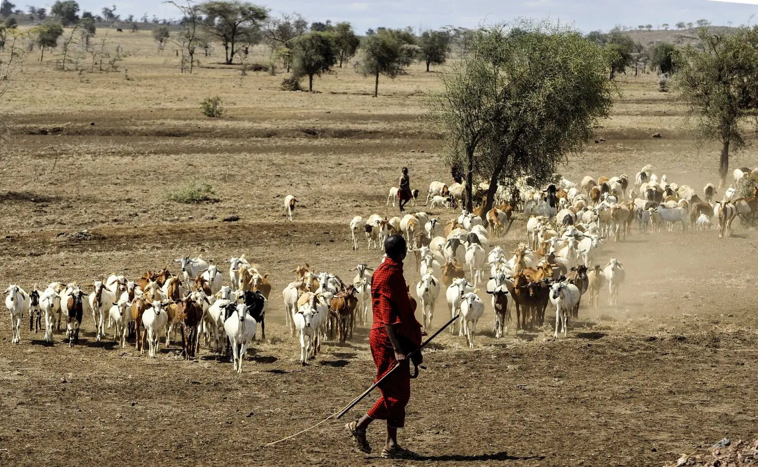 Pastoralists on the East African rangeland