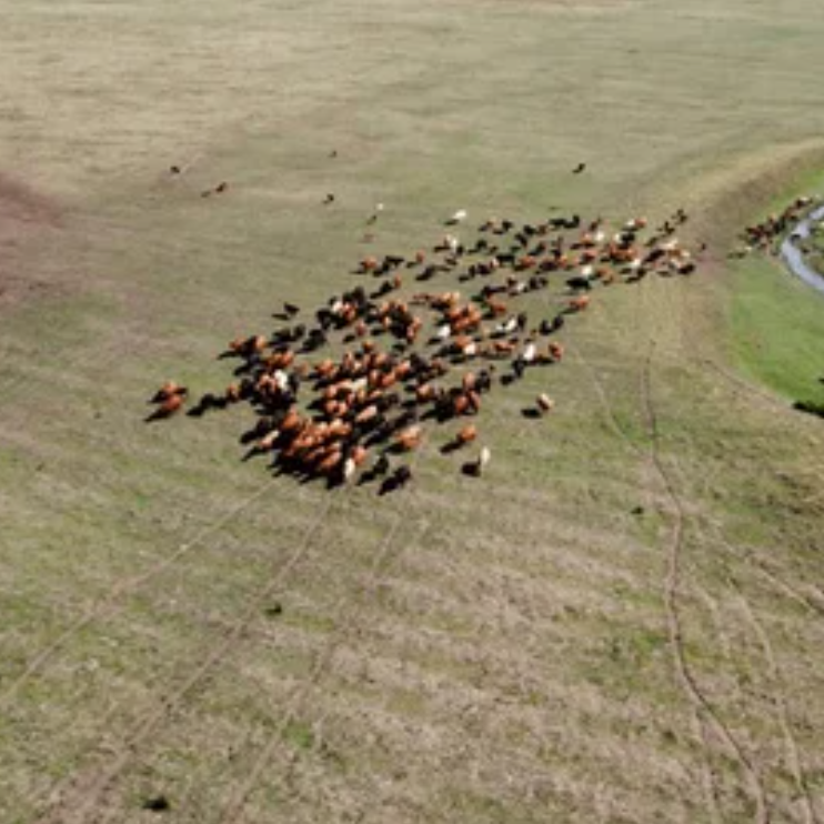 AI-based livestock detection from the air
