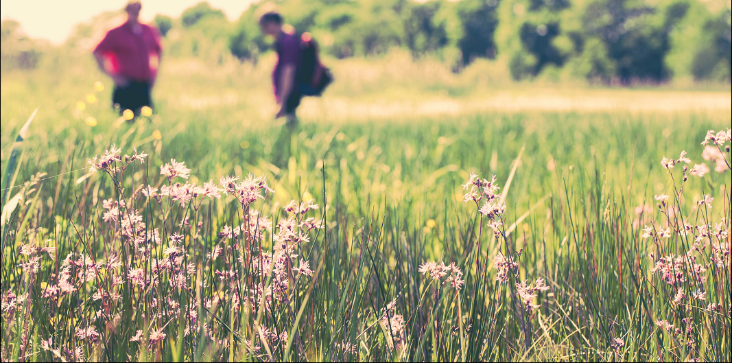 Field validation of a vegetation model in a Dutch meadow